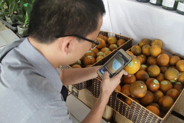 Người tiêu dùng sử dụng điện thoại thông minh truy xuất nguồn gốc sản phẩm cam của Trung tâm Nghiên cứu ứng dụng nông nghiệp công nghệ cao Lam Sơn - Sao Vàng. Ảnh: Báo Thanh Hóa