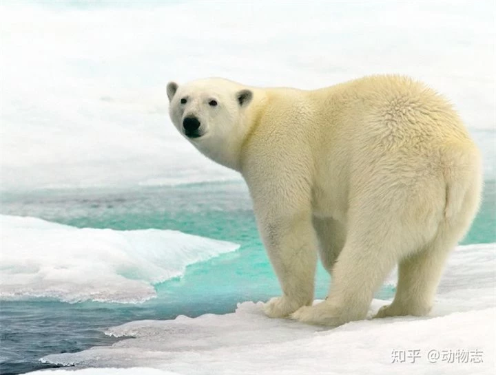 Gấu Bắc Cực có thể tồn tại ở Nam Cực không? - Ảnh 1.