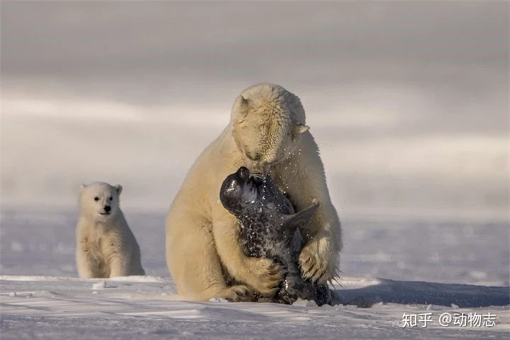 Gấu Bắc Cực có thể tồn tại ở Nam Cực không? - Ảnh 3.