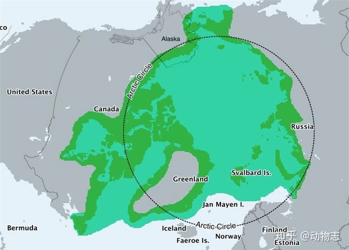 Gấu Bắc Cực có thể tồn tại ở Nam Cực không? - Ảnh 4.