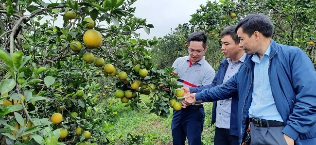 Kiểm tra giống cam ở Khe Mây, Hương Khê