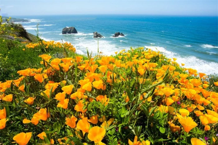 15 địa điểm đẹp như tranh vẽ ở California khiến khách du lịch không nỡ rời đi 14