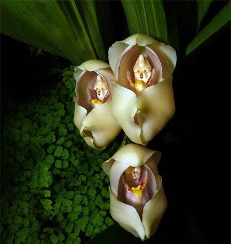 5 loài hoa kỳ dị hình dáng cực kỳ giống con người và có vẻ đẹp tuyệt sắc 3