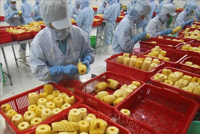 Chế biến sản phẩm dứa đóng hộp tại nhà máy của Công ty CP xuất nhập khẩu nông sản An Giang. Ảnh (tư liệu): Vũ Sinh/TTXVN