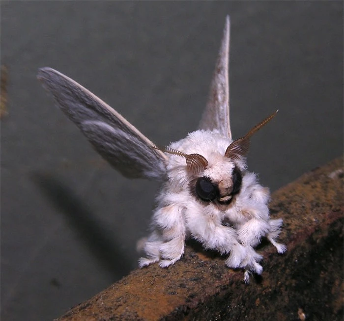   Ngài lông xùVenezuela (Venezuela poodle moth)  