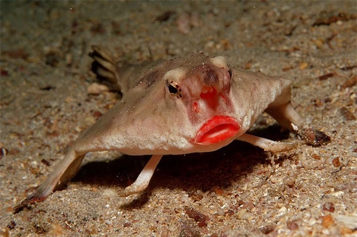   Cá dơi môi đỏ (Red-lipped batfish)  
