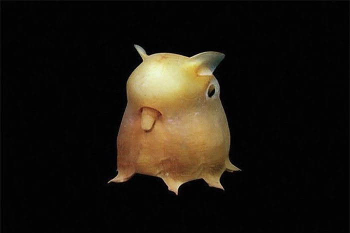   Bạch tuộc Dumbo (Dumbo octopus)  