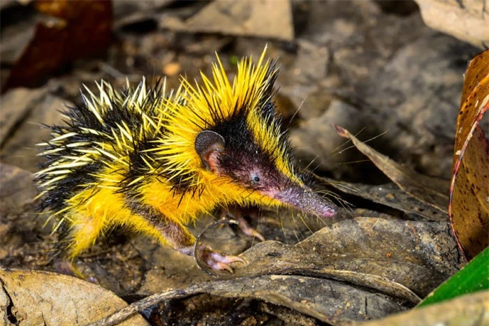   Nhím sọc vằn vện (The lowland streaked tenrec)  