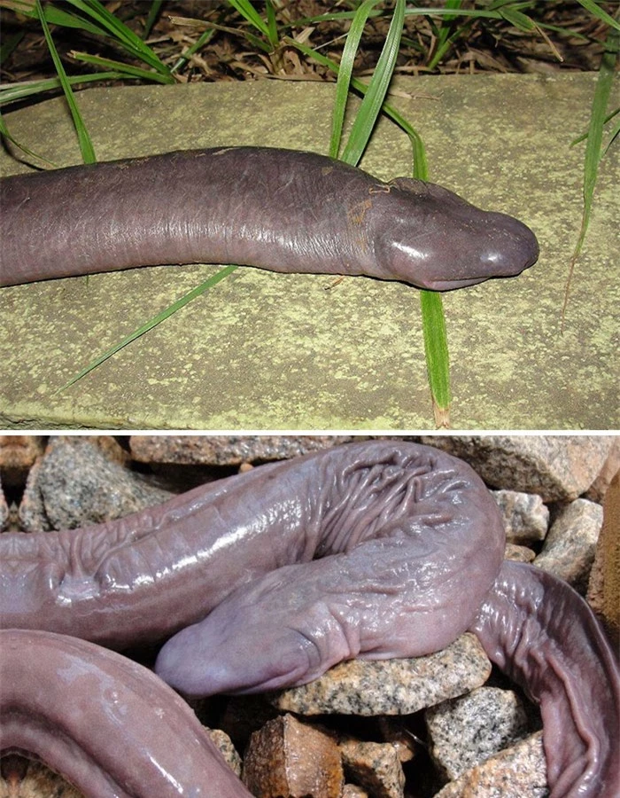   Rắn dương vật (Penis snake)  