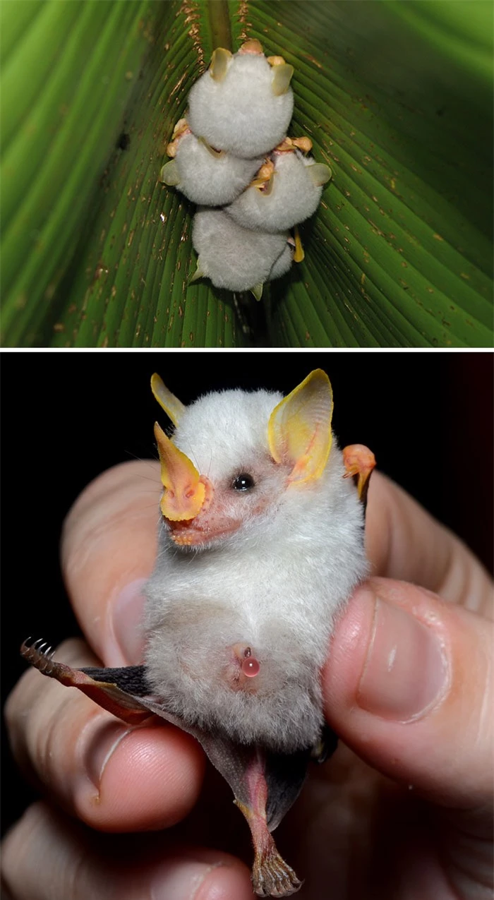   Dơi trắng Honduras (Honduran white bat)  