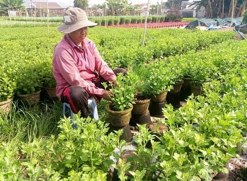 Ông Nguyễn Văn Tâm, Làng hoa Kim Dinh đang chăm sóc các chậu hoa của gia đình