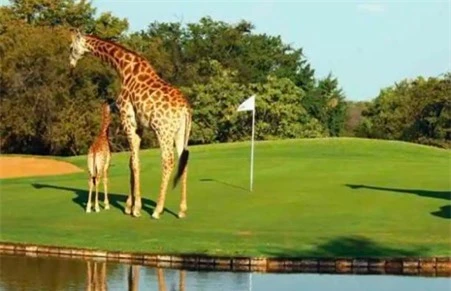 Những sân golf kỳ lạ nhất thế giới 5