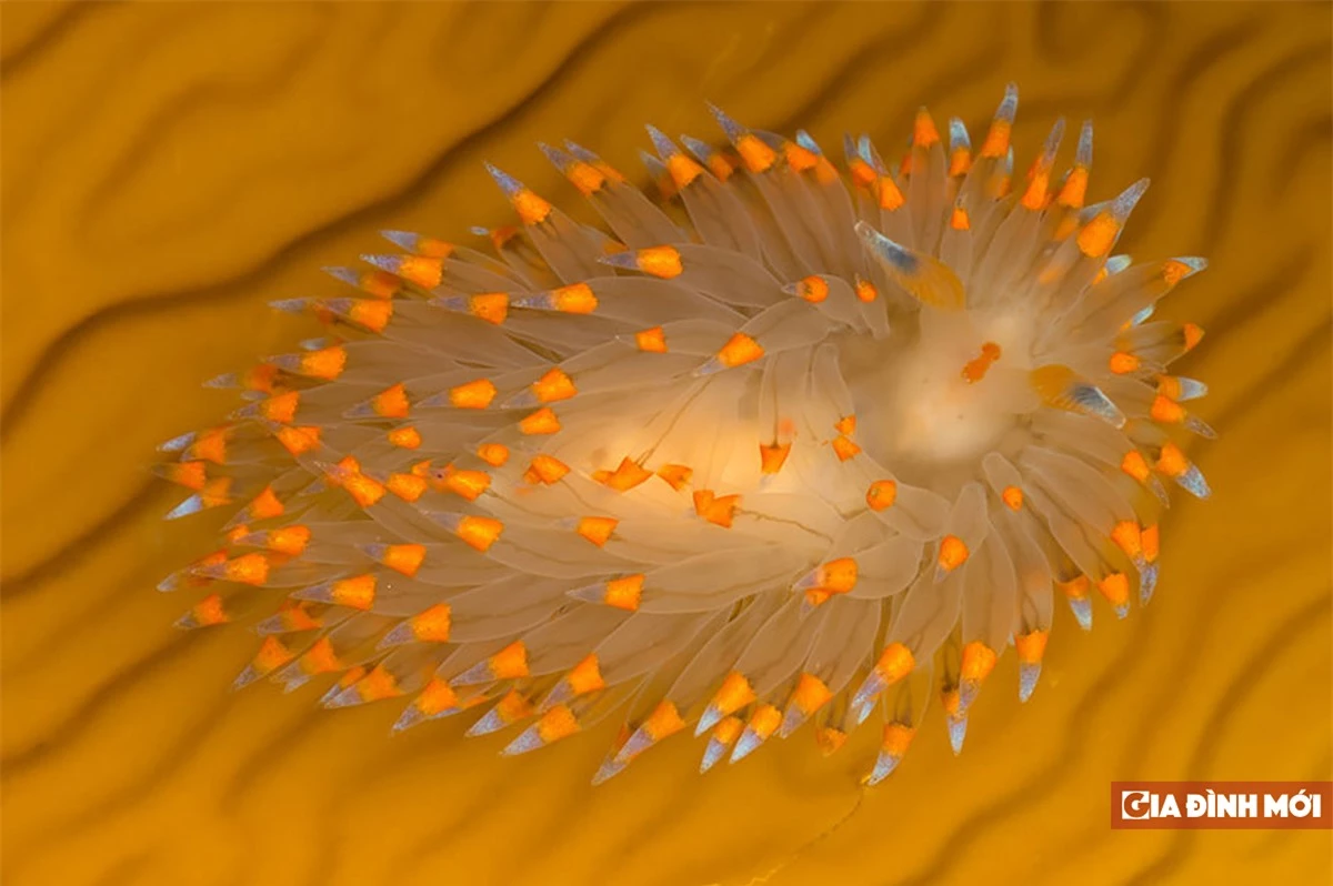 Vẻ đẹp kỳ quái của sên biển nhìn như sinh vật ngoài hành tinh 11