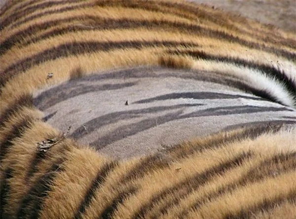   Dưới lớp lông dày của con hổ là một lớp da sậm màu và có họa tiết cực kỳ 'ăn nhập' với bộ lông.  
