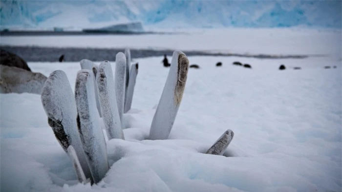Những điều thú vị bạn chỉ có thể tìm thấy ở châu lục lạnh nhất thế giới 5