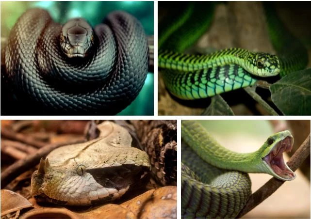 Hình ảnh một số loài rắn cực độc ở Nam Sudan.