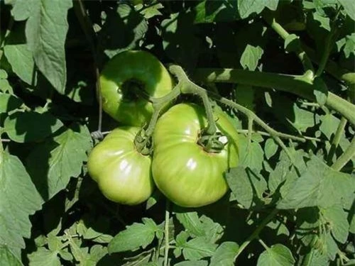 Cà chua xanh có nhiều solanin gây hại cho gan
