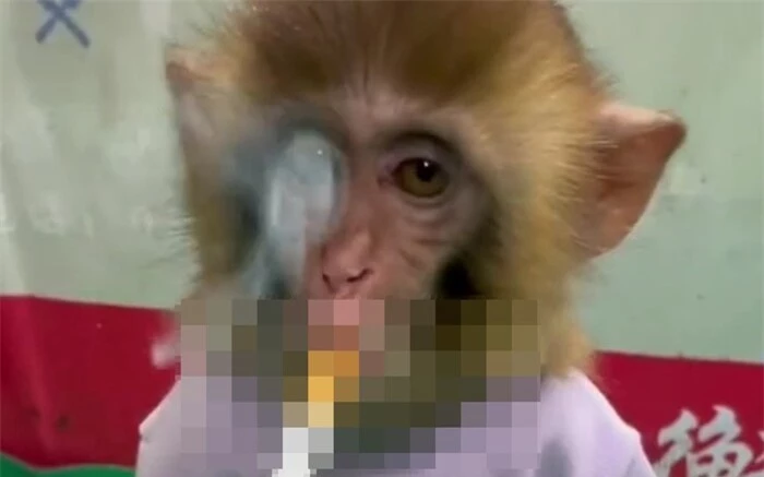 Khỉ bị ép hút thuốc, lời bao biện của nhân viên vườn thú càng thêm phẫn nộ Ảnh 1