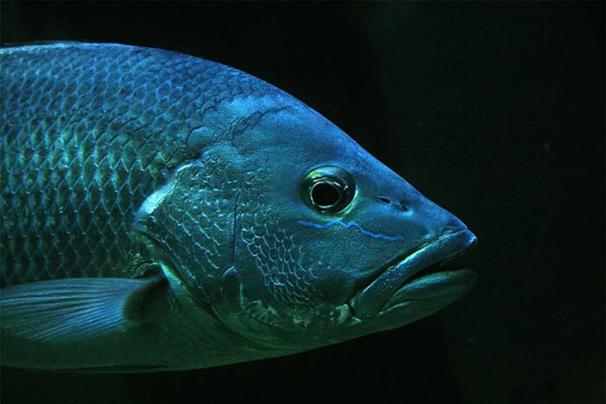 Có một loài ký sinh trùng sống trong miệng cá, ăn lưỡi của chúng và sau đó thay thế chiếc lưỡi trong miệng cá sống.