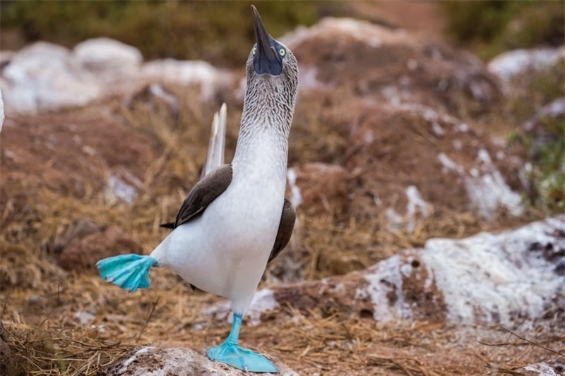 5 hòn đảo thiên đường ở vùng biển Galapagos nhất định bạn phải ghé thăm