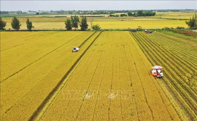 Nông dân Thừa Thiên-Huế thu hoạch lúa vụ Hè Thu trên cánh đồng mẫu lớn. Ảnh tư liệu: Hồ Cầu/TTXVN.