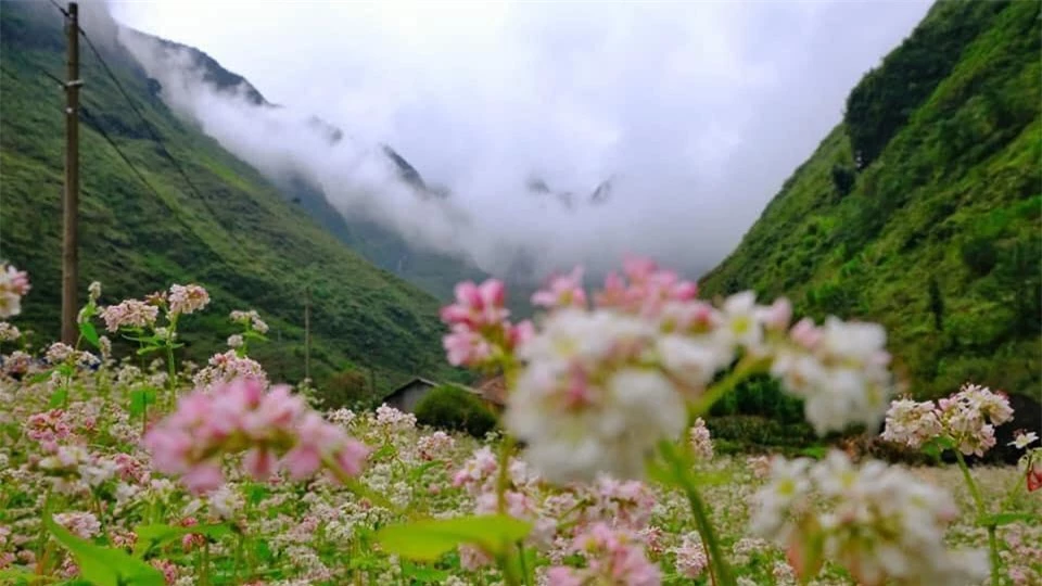 Những bức ảnh 'Check-in' Hà Giang tuyệt đẹp mùa hoa tam giác mạch ảnh 5