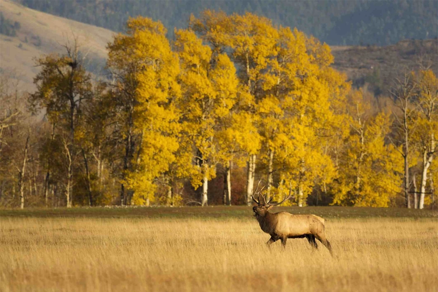 Ngắm mùa thu lá vàng tuyệt đẹp tại 5 công viên quốc gia nổi tiếng của Mỹ