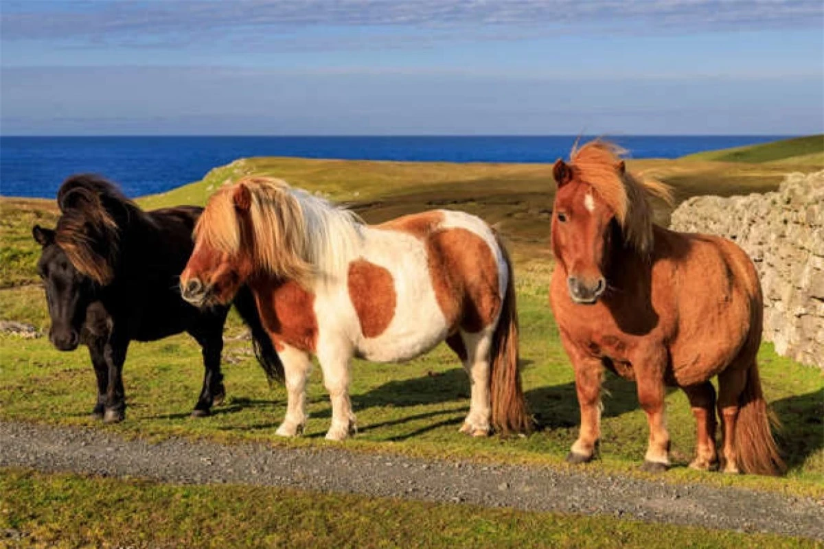 Những chú ngựa nhỏ bé đáng yêu này được lấy tên từ Quần đảo Shetland ở Scotland, nơi chúng sinh ra. Ngựa Shetland có chiều cao chỉ khoảng 102 cm và thích nghi tốt với khí hậu khắc nghiệt. Chúng từng là loài động vật làm việc hỗ trợ con người trước khi trở thành thú cưng của trẻ em.