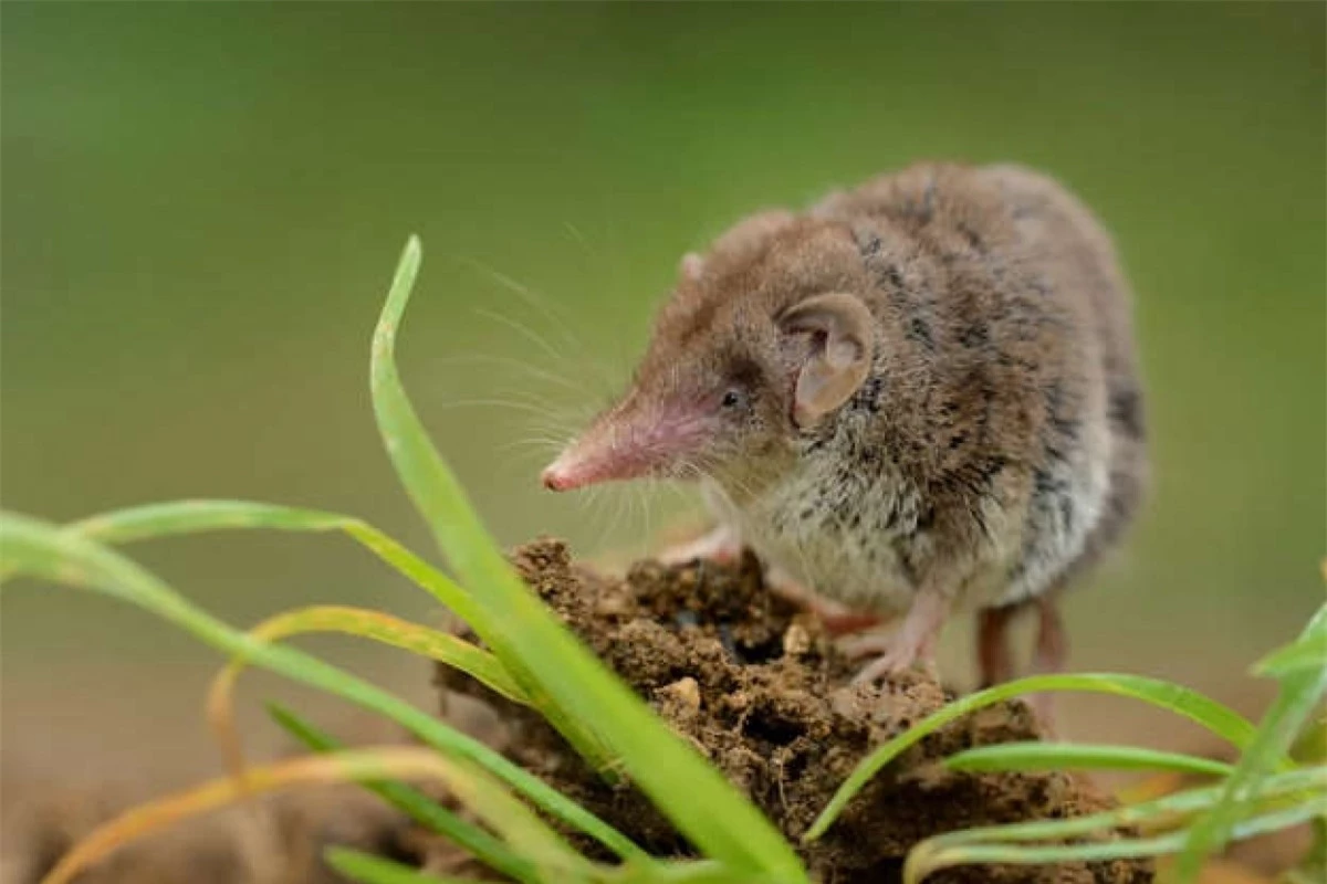 Chuột lùn (Pygmy shrew) có kích thước tối đa chỉ 6 cm và không có đuôi. Có nguồn gốc từ phía bắc lục địa Á - Âu, những chú chuột này có quá trình trao đổi chất siêu nhanh nên nó cần ăn gần như 2 giờ/lần.