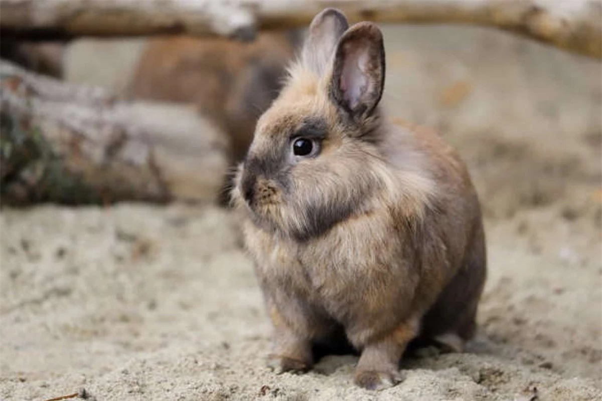 Có nguồn gốc từ Mỹ, những chú thỏ mini này là thành viên có kích thước nhỏ nhất trong họ nhà thỏ. Chúng có kích thước tối đa chỉ khoảng 29,5 cm và cũng gây chú ý bởi đôi tai nhỏ bé hơn bình thường.