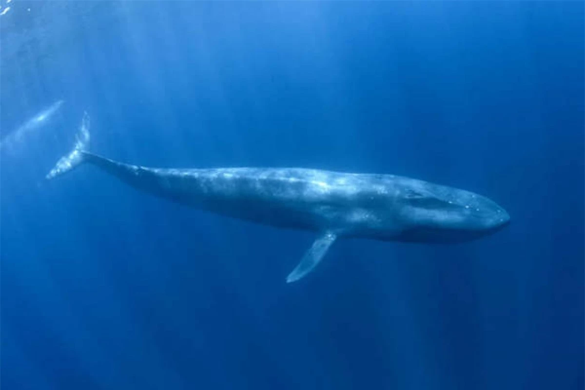 Cá voi hiếm khi được coi là loài động vật nhỏ bé nhưng cá voi xanh lùn nhỏ hơn tới vài mét so với những người họ hàng khác của nó. Mặc dù chiều dài 24 mét của nó vẫn tương đối lớn nhưng những chú cá voi xanh thông thường có thể dài tới 33 mét.