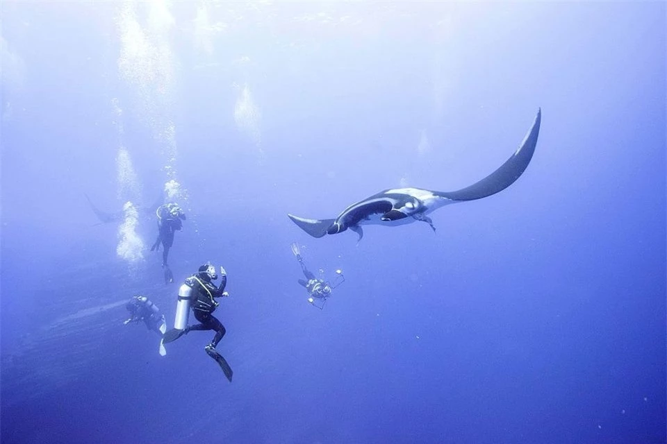 Top 6 địa điểm lặn biển tuyệt vời nhất thế giới