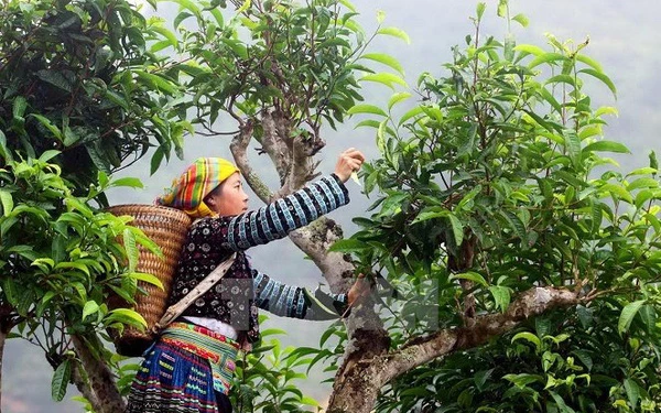 Ứng dụng công nghệ mới nâng cao hiệu quả kinh tế cây chè Shan Việt Nam.