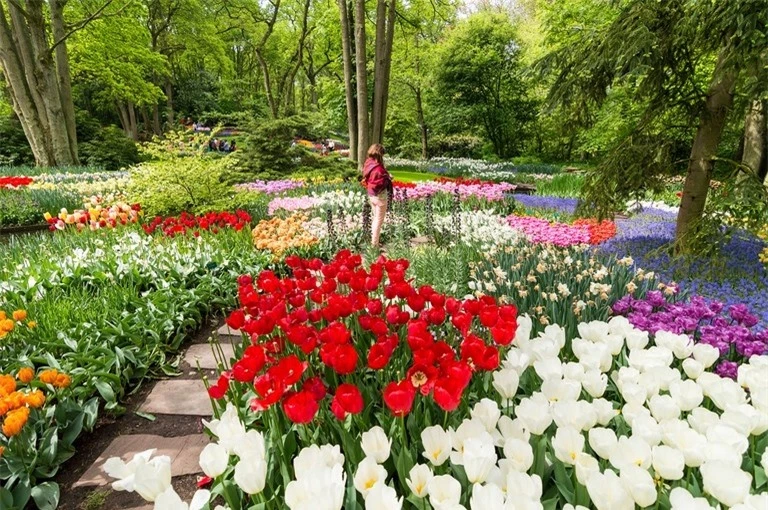 Top 5 địa điểm ngắm hoa tulip đẹp nhất Hà Lan