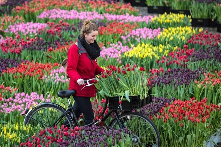 Top 5 địa điểm ngắm hoa tulip đẹp nhất Hà Lan