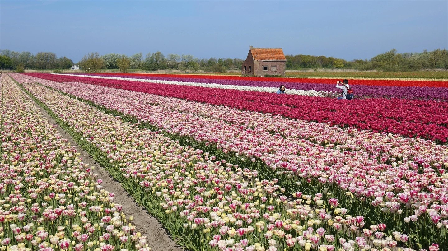 Top 5 địa điểm ngắm hoa tulip đẹp nhất Hà Lan