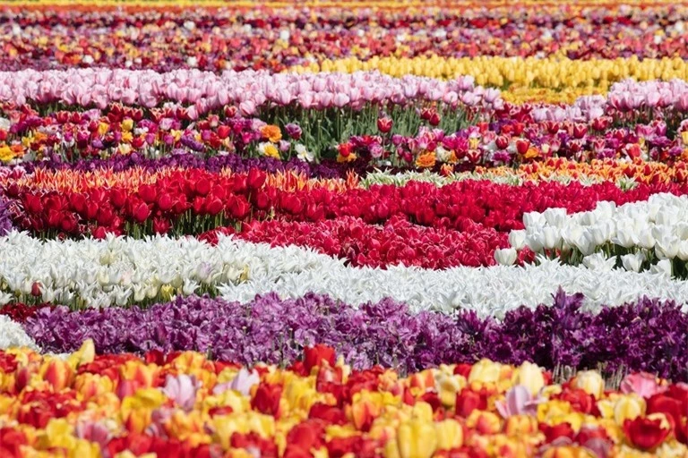 Top 5 địa điểm ngắm hoa tulip đẹp nhất Hà Lan