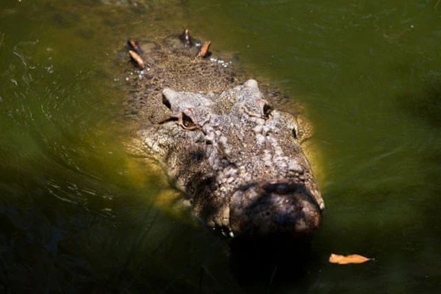 Một con cá sấu nước mặn ở Queensland, Australia. Ảnh: Getty Images