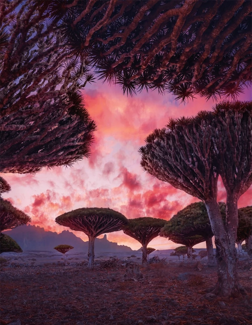 Khám phá “hòn đảo ngoài hành tinh” Socotra