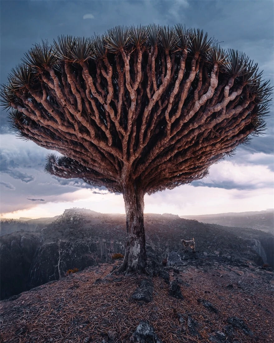 Khám phá “hòn đảo ngoài hành tinh” Socotra