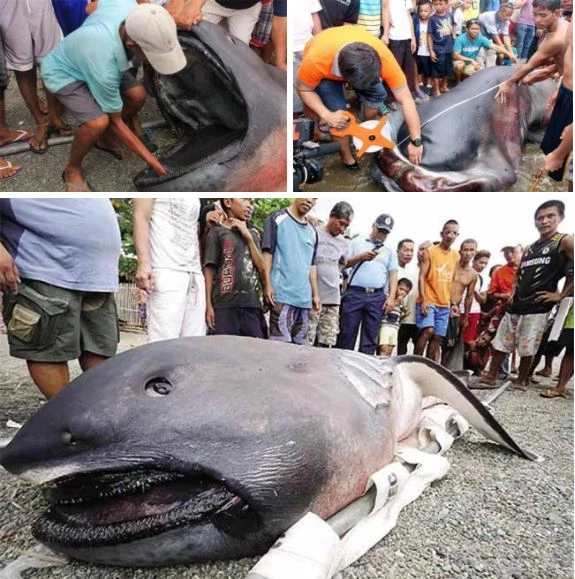 Con cá mập miệng rộng hiếm hoi lọt lưới ngư dân Philippines.