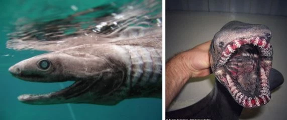Hàm răng kinh dị của loài cá mập sát thủ lạnh lùng, đáng sợ hơn cả cá mập trắng.