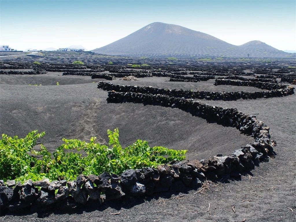Độc đáo trồng nho trên miệng núi lửa