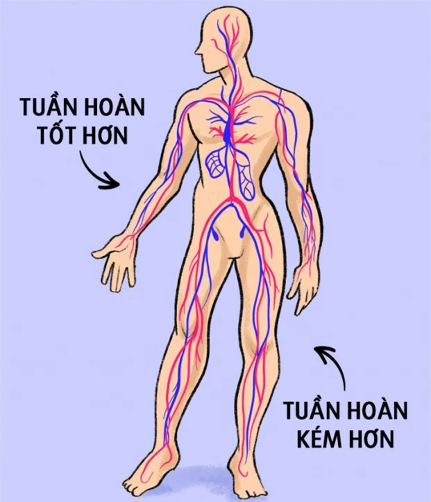 Vì sao móng tay mọc dài nhanh hơn móng chân? 1