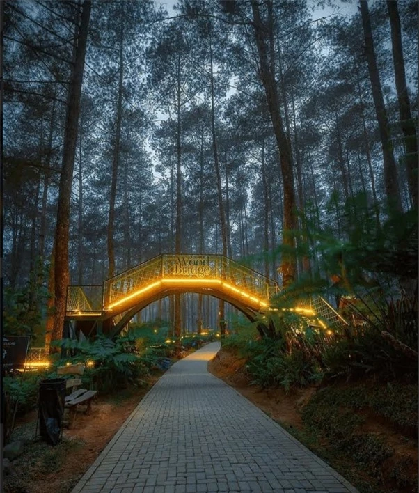 Cây cầu phát sáng giữa rừng ở Indonesia