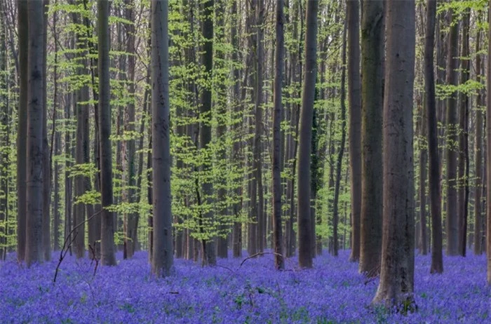 10 khu rừng đẹp nhất thế giới cứ ngỡ chỉ có trong truyện cổ tích 1