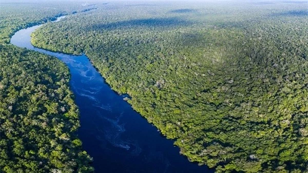 10 khu rừng đẹp nhất thế giới cứ ngỡ chỉ có trong truyện cổ tích 2
