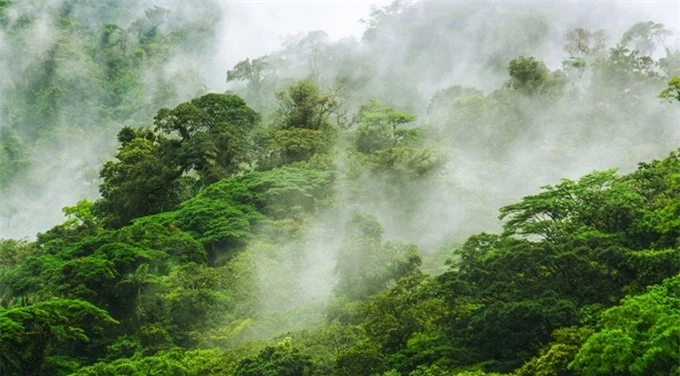 10 khu rừng đẹp nhất thế giới cứ ngỡ chỉ có trong truyện cổ tích 8