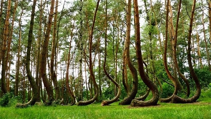 10 khu rừng đẹp nhất thế giới cứ ngỡ chỉ có trong truyện cổ tích 9