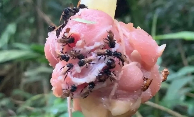 Lũ ong kền kền tiến hóa để hợp với lối sống ăn thịt. (Ảnh: Quinn McFrederick/UCR)